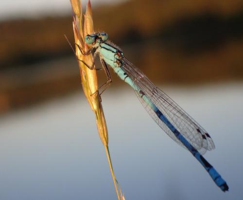 Enallagma cyathigerum